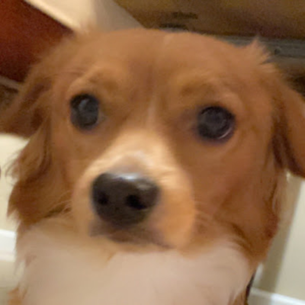 Meet your Posher, Steph